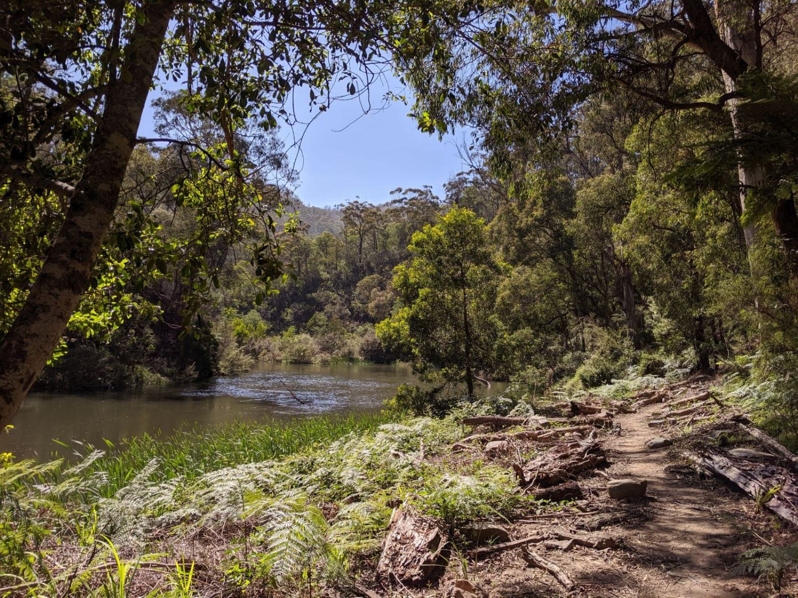 A walking path along a river with ferns surrounding