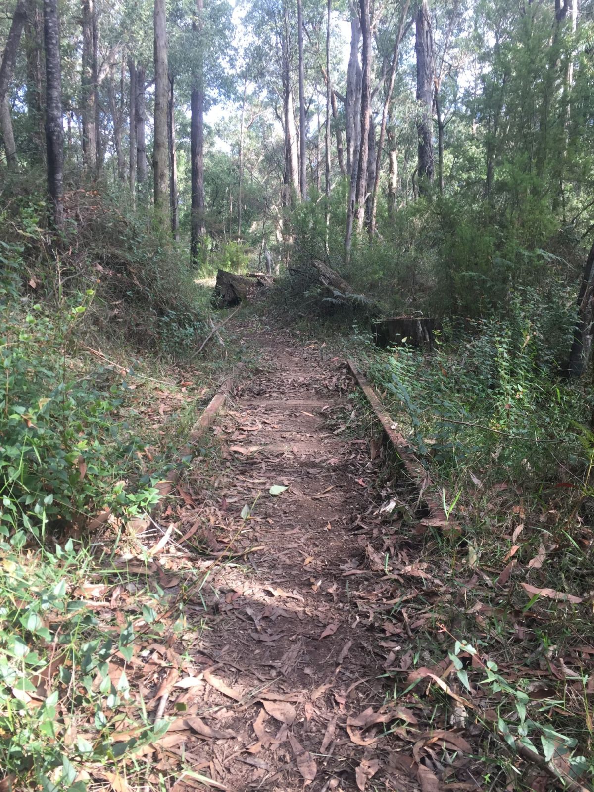 Remnants of an old tramline under the canopy floor