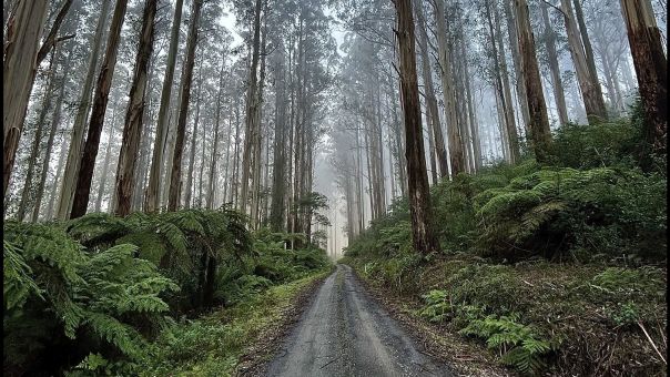 Gravel road travelling through lush green forest 