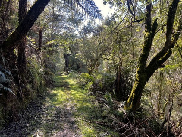 A walking path surrounded by dense shrubs and trees