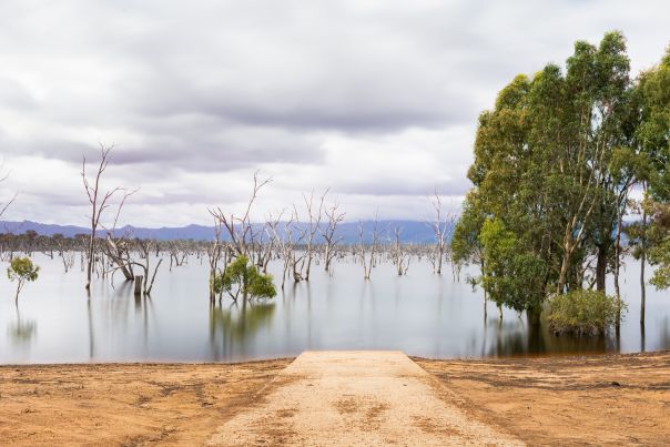 A lake with tall gums growing out from the water.