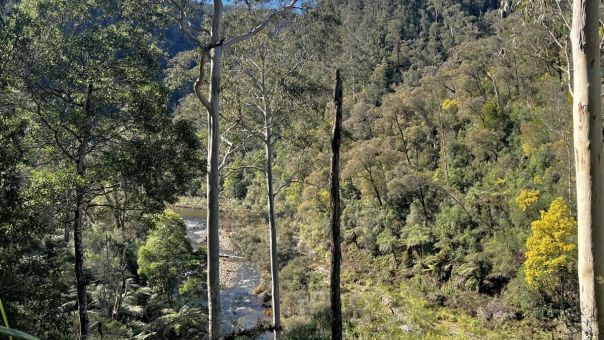 A view down to a river running through a valley with towering trees