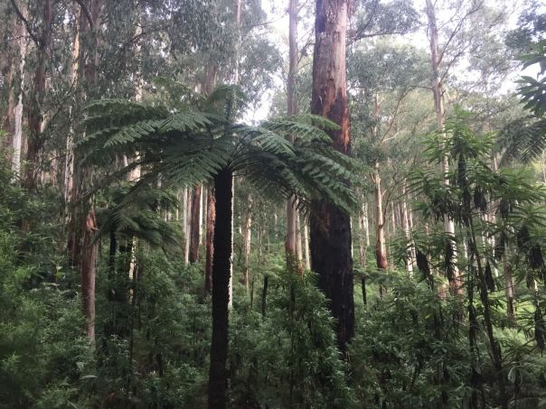 A tall fern and Mountain Ash trees in a dense forest