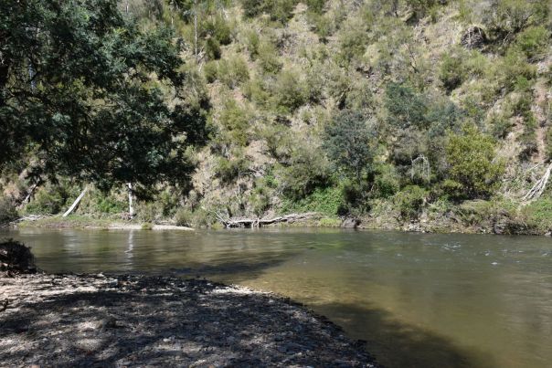 A still river with pebbled banks and bush backdrop