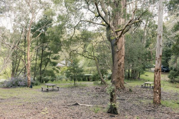 Multiple picnic tables amongst green forest