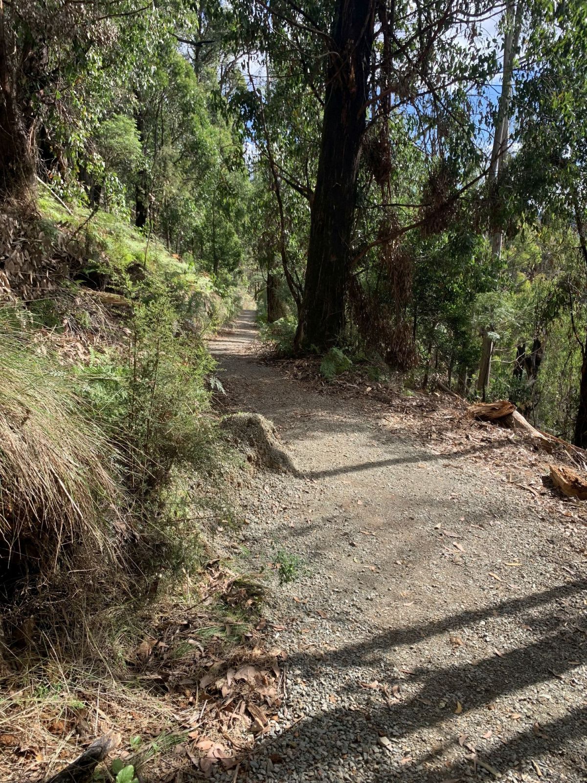 Main part of the track - a track that is surrounded by green trees. The path is gravel. 