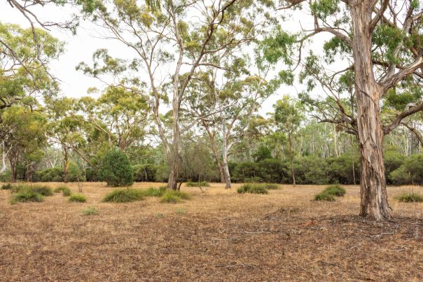 A view over green and brown bushland.