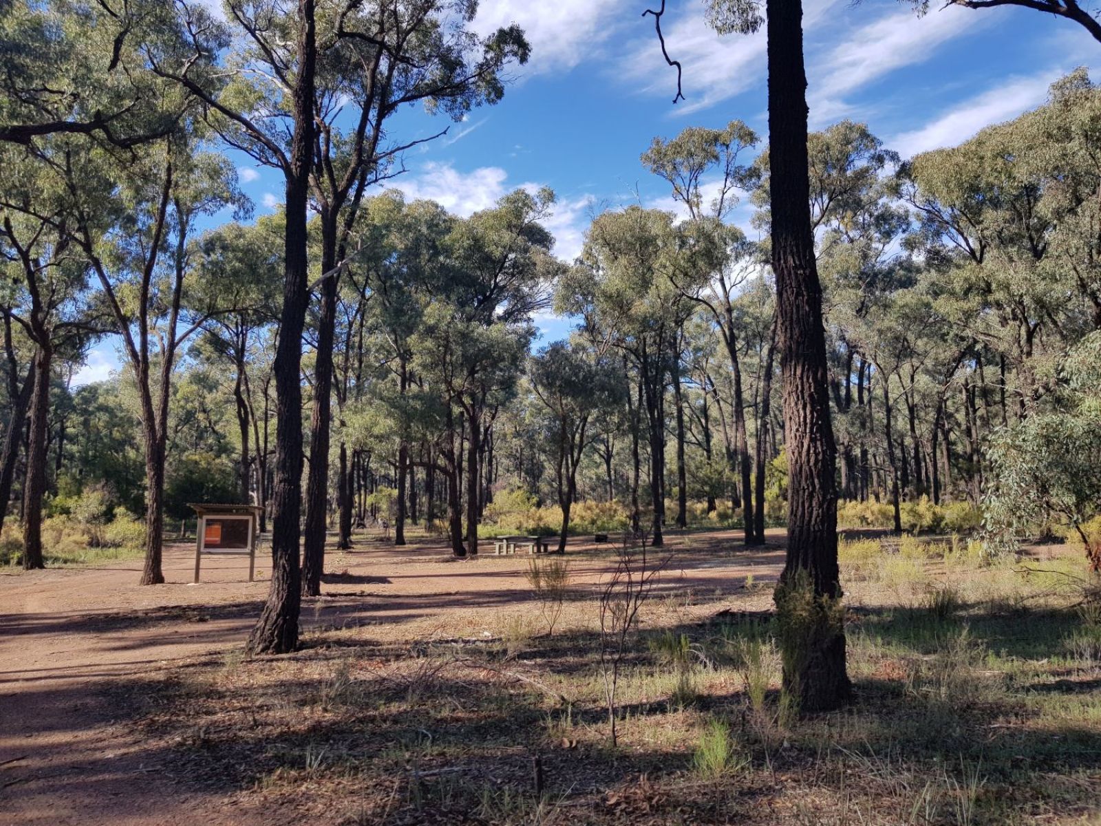 A picnic table and BBQ firepit sit in the distance in a large clearing between trees.