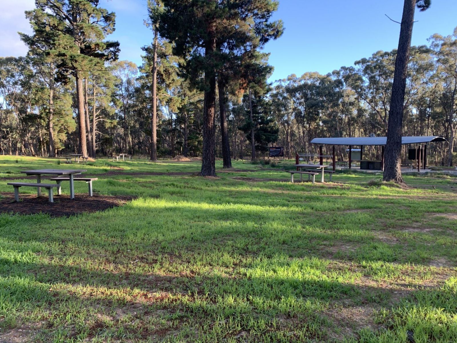 Multiple picnic tables in a grassy field with pine trees.