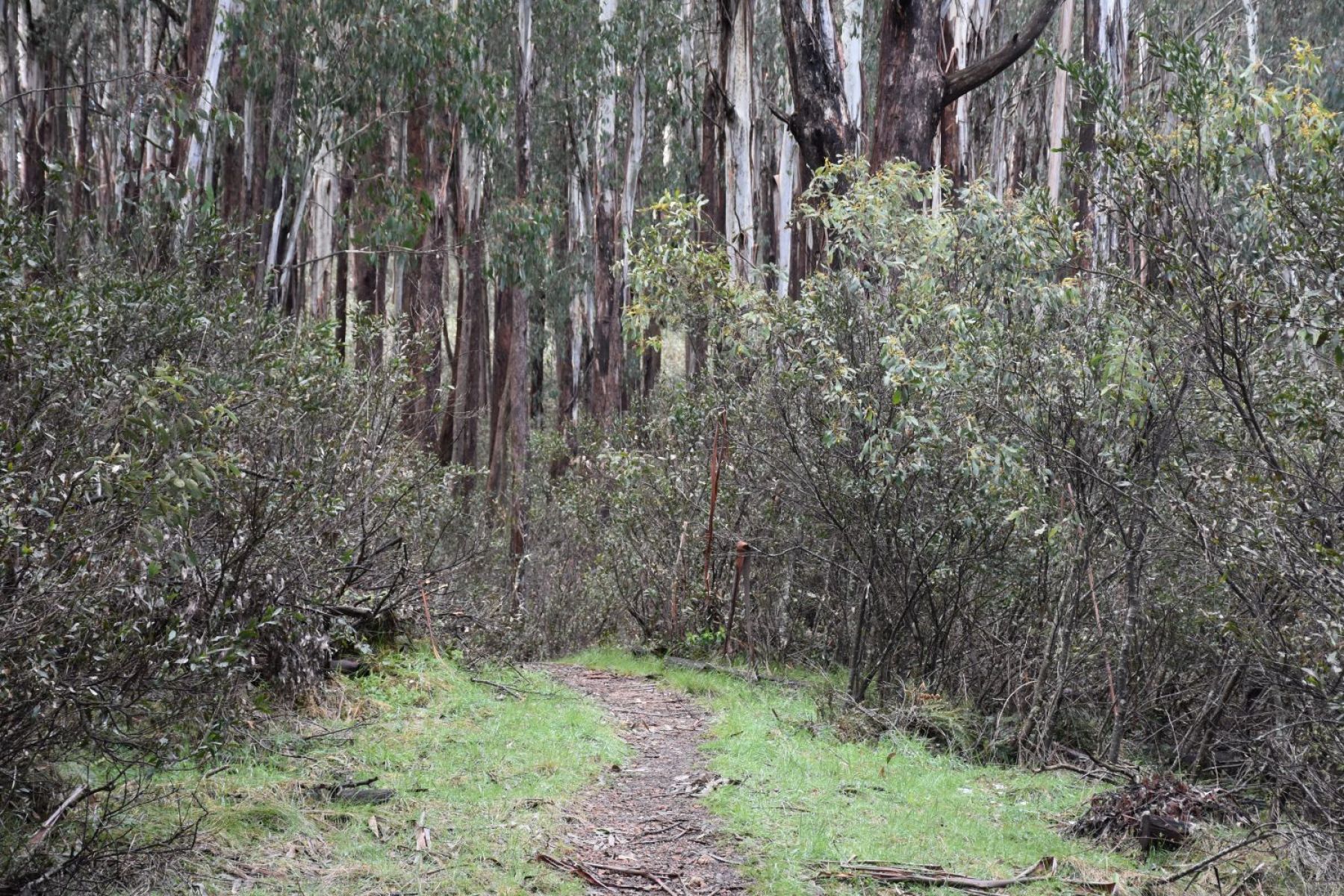 A dirt walkinf path underneath a canopy of trees