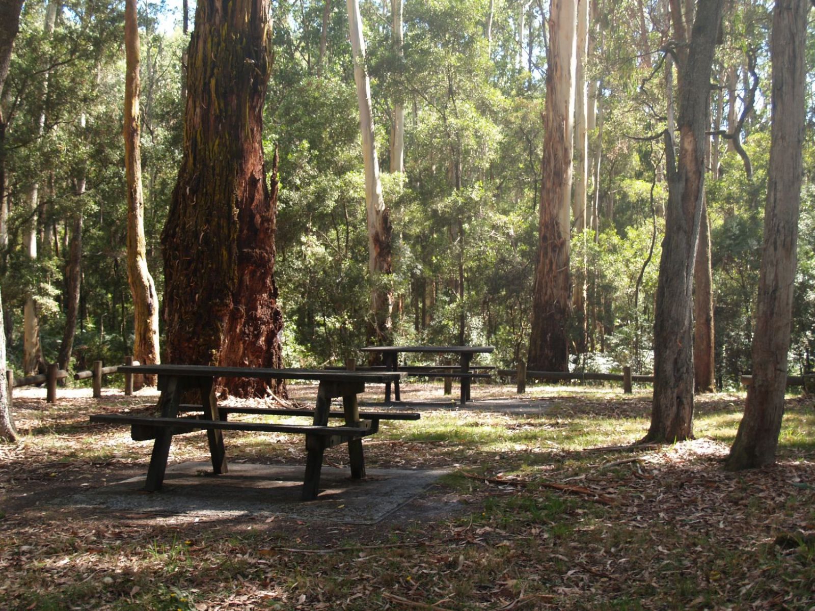 A picnic table and chairs surrounded by dense forest.