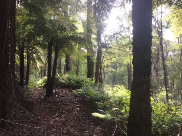 The sunshine peering down onto a lush ferns.