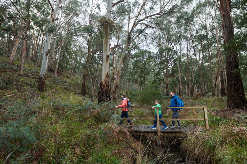 A family walk along a bridge in the bush  