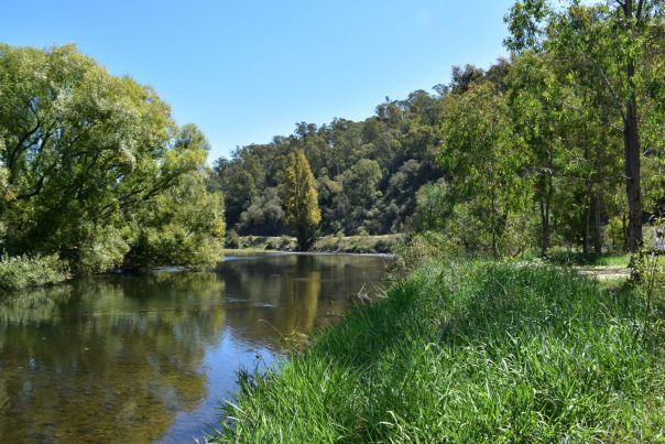 A shallow river surrounded by green trees and blue sky in the background.