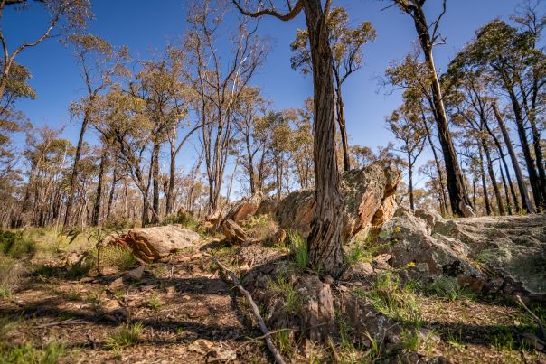 A landscape with trees and rocky formations