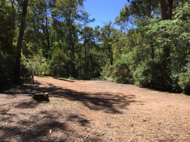 An open clearing amongst trees on a sunny day