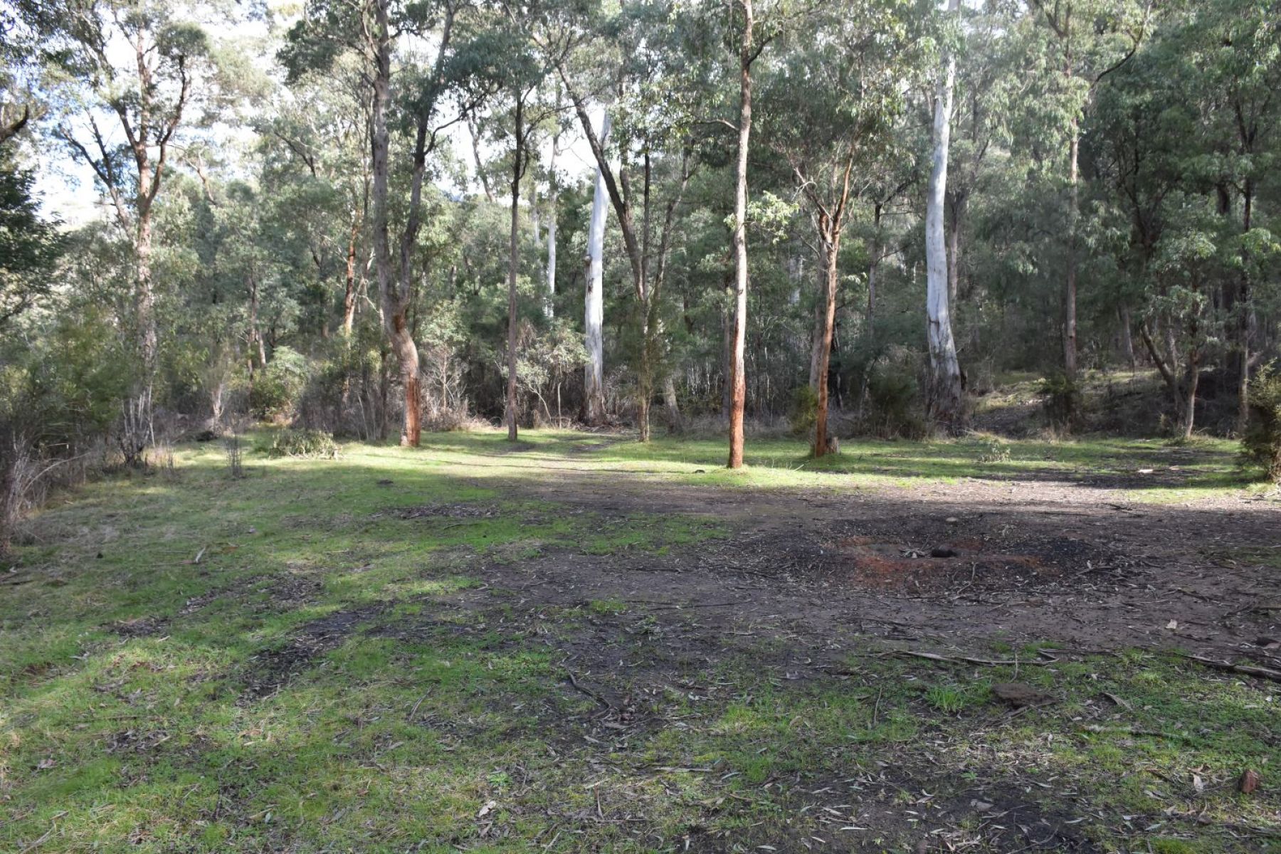 Eucalypt trees surround a dirt camping area with a fire pit located in the centre.