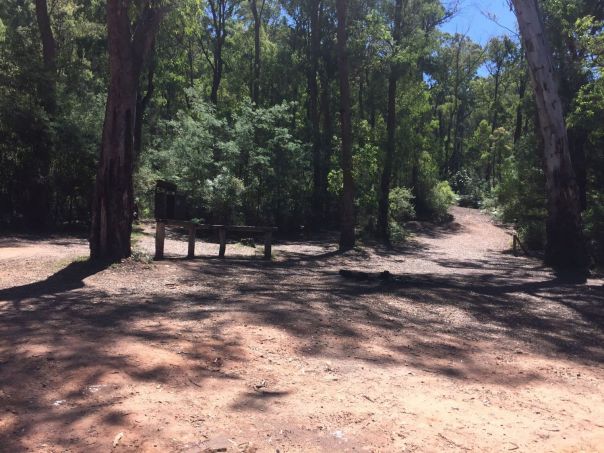 Dirt road leading to an open camp space