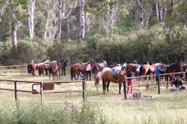 Several large brown horses and their carers in a fenced-off area in the bush.