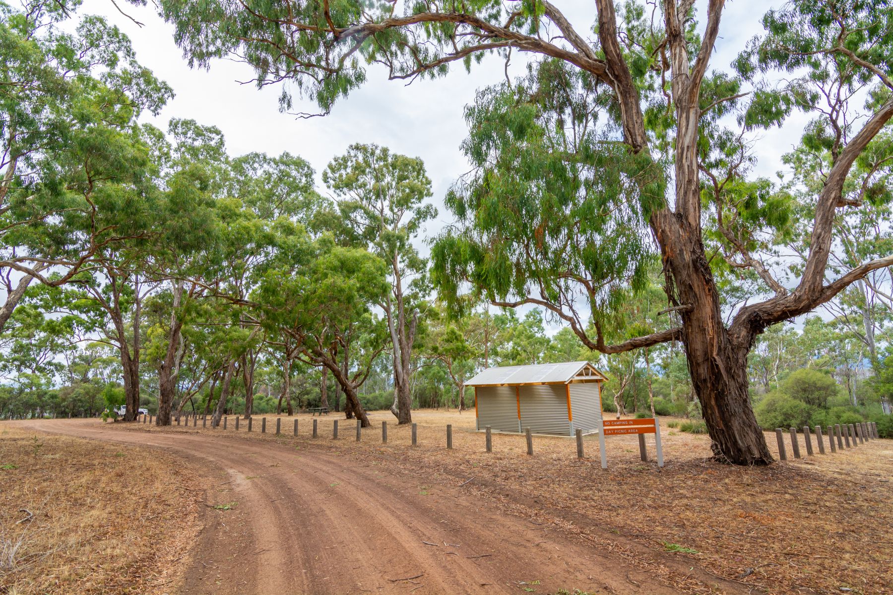 A vast picnic area surrounded by gum trees