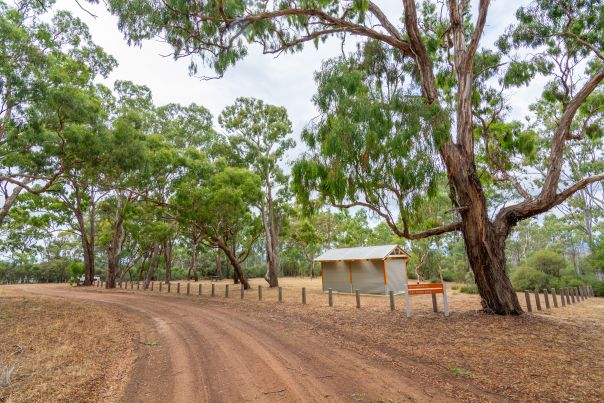 A vast picnic area surrounded by gum trees